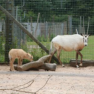 Arabian oryx and calf