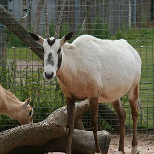 Arabian oryx and calf