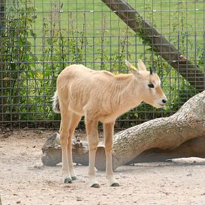 Arabian oryx calf