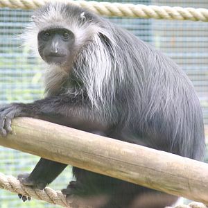 King colobus