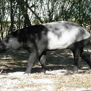 malayan tapir