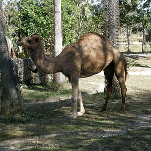 dromedary camel