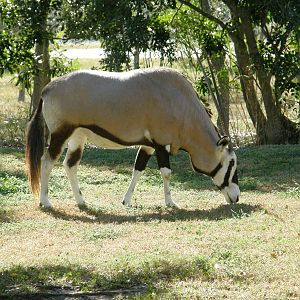 gemsbok