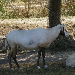 arabian oryx