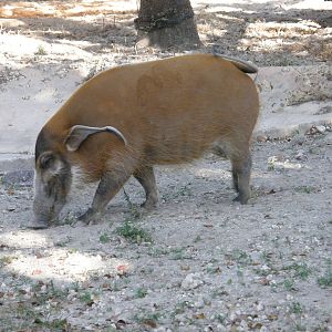red river hog