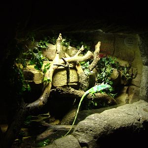Fijian Banded Iguana Exhibit at Faunia, 27/05/11