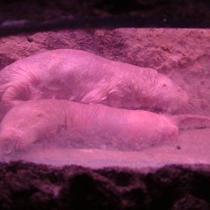 Naked Mole Rats at Faunia, 27/05/11