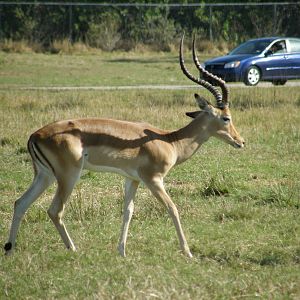 impala ram