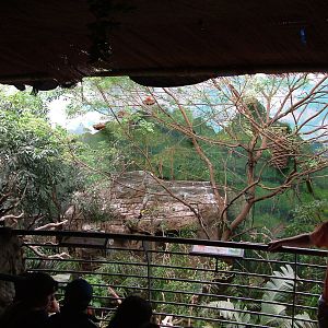 Main Jungle area at Faunia, 27/05/11