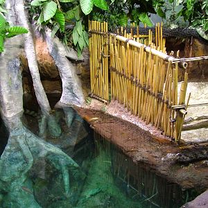 Caiman Exhibit at Faunia, 27/05/11