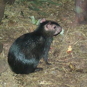 Black Agouti at Faunia, 27/06/11