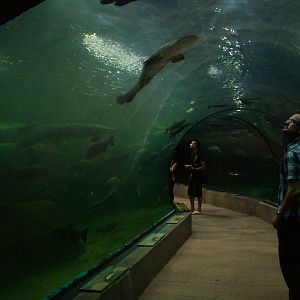 Amazon Tunnel at Faunia, 27/05/11