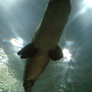 Arapaima at Faunia, 27/05/11