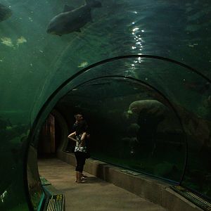 Amazon Tunnel at Faunia, 27/05/11