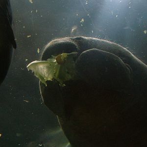 West Indian Manatee at Faunia, 27/05/11
