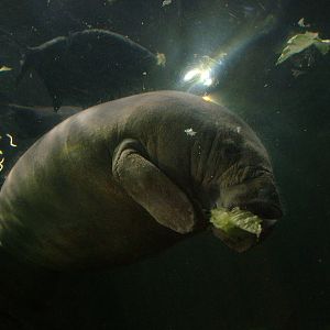 West Indian Manatee at Faunia, 27/06/11