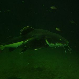 Red-tailed Catfish at Faunia, 27/05/11
