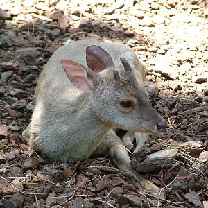 Grey Brocket Deer at Faunia, 27/05/11