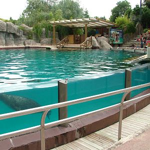 Pinniped Arena at Faunia, 27/05/11