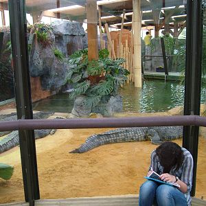 Crocodile Exhibit at Faunia, 27/05/11