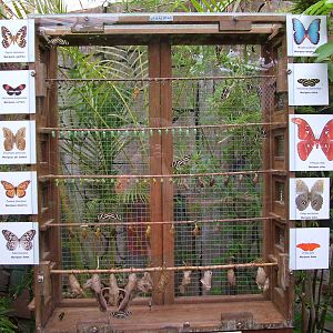 Butterfly and Moth Emerging Cage at Faunia, 27/05/11