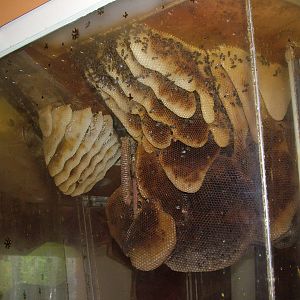 Honey Bee Hive at Faunia, 27/05/11