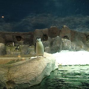 Penguin Exhibit at Faunia, 27/05/11