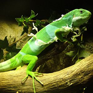 Fijian Banded Iguana at Faunia, 27/05/11