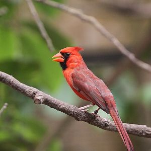 Cardinal (Cardinalis cardinalis) at Amazon World Zoo Park, 19.06.2011