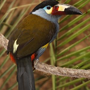 Plate-billed Mountain-toucan (Andigena laminirostris) at Amazon World Zoo P