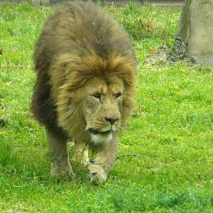 Wallace the African Lion at Blackpool Zoo 12/06/11