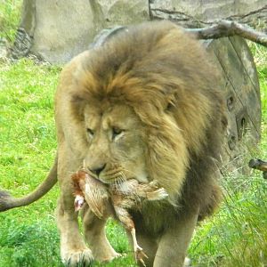 Wallace the African Lion at Blackpool Zoo 12/06/11