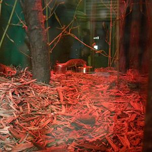 Grey Mouse Lemur at Blackpool Zoo 12/06/11