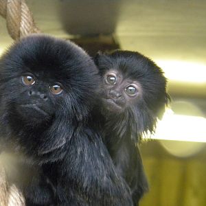 Goeldi's Marmoset and baby at Blackpool Zoo 12/06/11