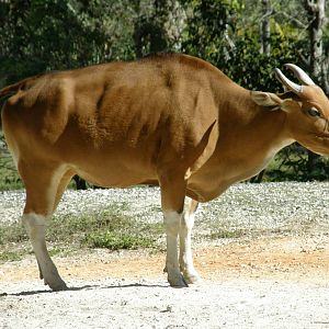 banteng