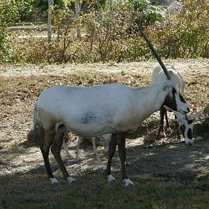 arabian oryx