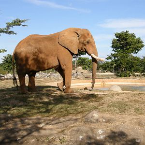 african elephant