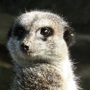 Meerkat at Banham Zoo