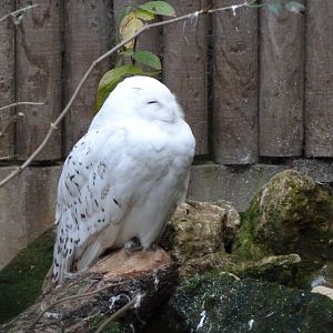 Snowy Owl @ Banham