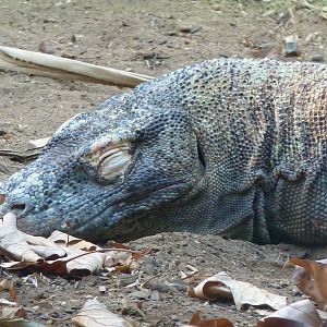 Komodo Dragon