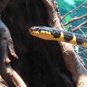 Snake at London Zoo