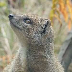 Yellow Mongoose