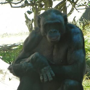 Current Bonobo Troop at the San Diego Zoo 2011