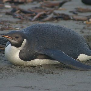 Emperor Penguin (Aptenodytes forsteri)