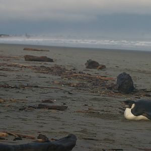 Emperor Penguin (Aptenodytes forsteri)