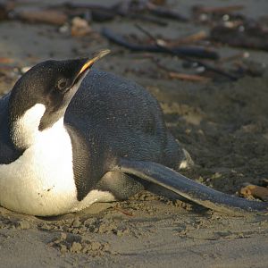 Emperor Penguin (Aptenodytes forsteri)
