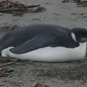 Emperor Penguin (Aptenodytes forsteri)