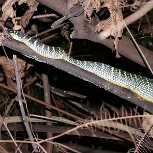 Waglers pit viper (Tropidolaemus wagleri)