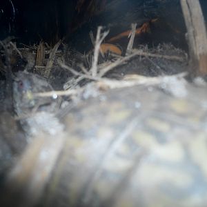 Holden Museum of Living Reptiles