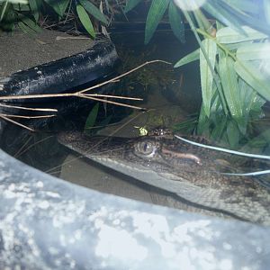 Holden Museum of Living Reptiles